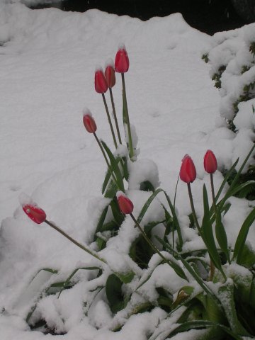 Ranch tulips in snow April 19, 2008 018